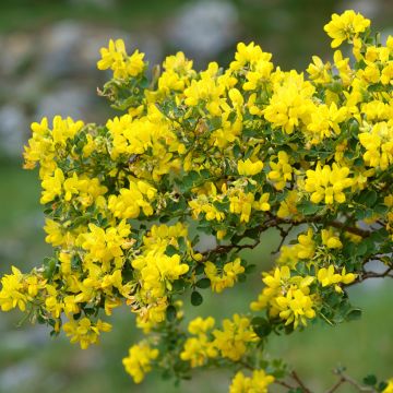 Coronille glauque - Coronilla valentina Glauca