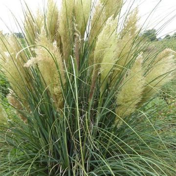 Cortaderia selloana Evita - Pampas Grass