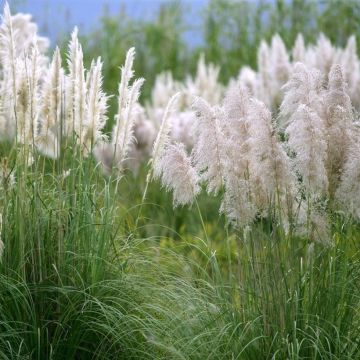 Cortaderia selloana Mini Silver Pampas - Mini Silver Pampas Grass