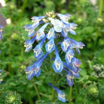 Corydalis calycosa