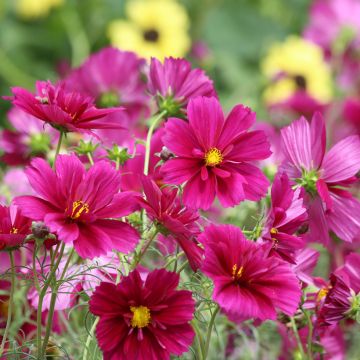 Cosmos Fandango seeds - Cosmos bipinnatus