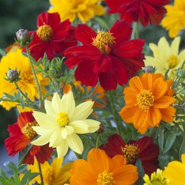 Cosmos Brightness mixed