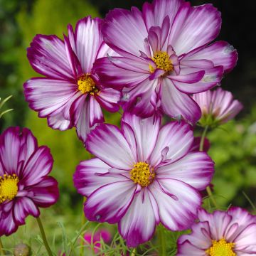 Cosmos bipinnatus Sweet Sixteen - Cosmos bipenné