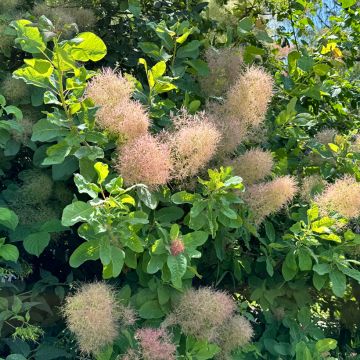 Cotinus coggygria - Smoke Bush