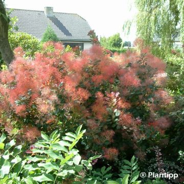 Cotinus coggygria Red Spirit - Arbre à perruque