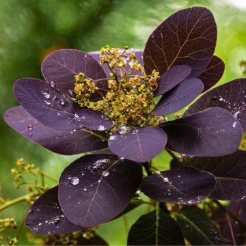 Cotinus coggygria Royal Purple - Smoke Bush