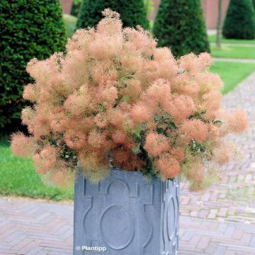 Cotinus coggygria Young Lady