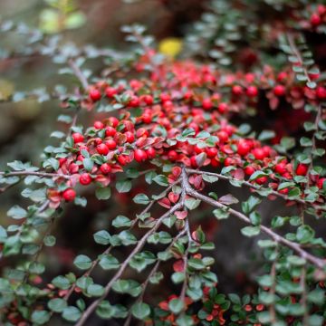 Cotoneaster horizontalis