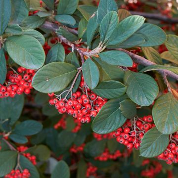 Cotoneaster lacteus - Milky Cotoneaster