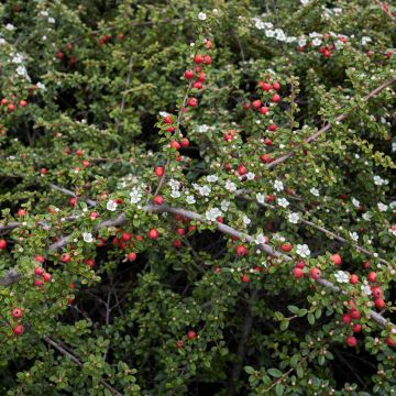 Cotoneaster microphyllus
