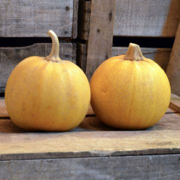 Squash Melonnette Jaspée de Vendée - Ferme de Sainte Marthe Seeds