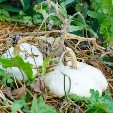 Squash White Scallop - Ferme de Sainte Marthe Seeds