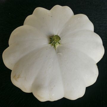 White Pattypan Squash - Cucurbita pepo