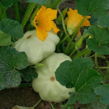 Pattypan squash Patty Green Tint - Cucurbita pepo