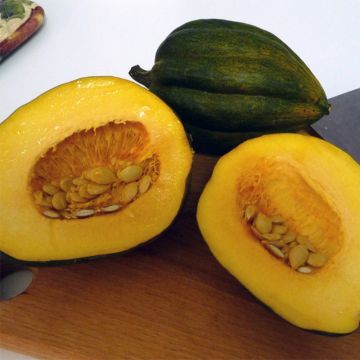 Squash Table King - Cucurbita pepo