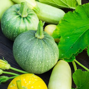 Zucchini Miranda - seeds - Cucurbita pepo