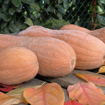 Cucurbita moschata Violina - Organic