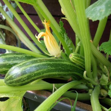 Courgette Cocozelle - Ferme de Sainte Marthe Seeds