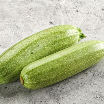 Courgette Genovese organic seeds