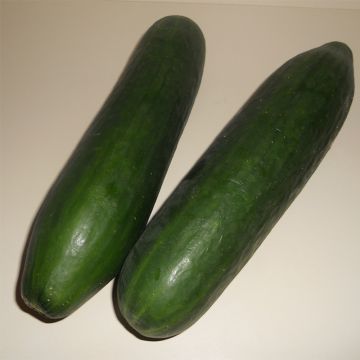 Courgette Storrs Green F1