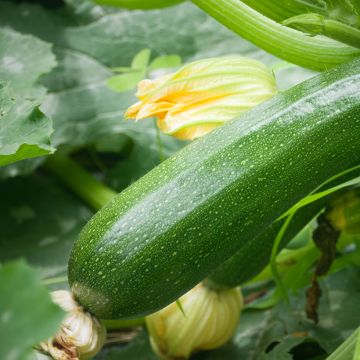 Courgette Verte Non Coureuse des Maraîchers