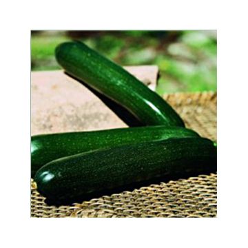 Courgette Baccara F1