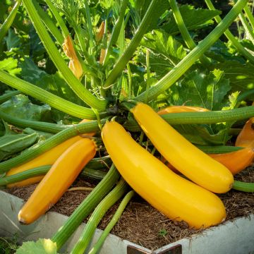 Courgette Goldena organic seeds
