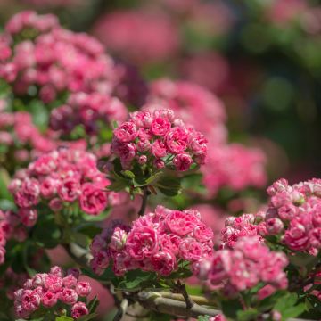 Crataegus laevigata Rosea Flore Pleno - Hawthorn