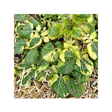 Barbarea vulgaris Variegata - Land cress