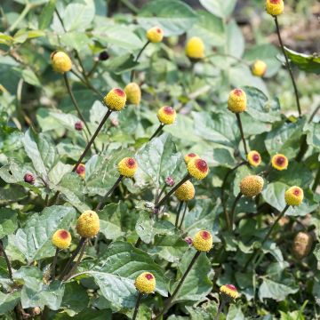 Para Cress yellow - Bredy Mafana - Spilanthes oleracea