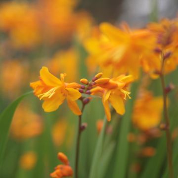 Crocosmia Columbus - Montbretia