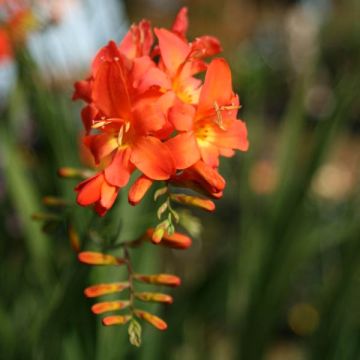 Crocosmia Okavango - Montbretia