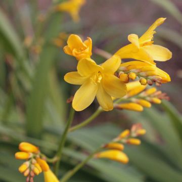 Crocosmia Sunglow - Montbretia