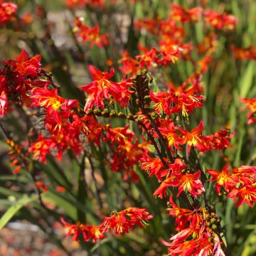 Crocosmia James Coey - Montbretia