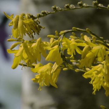 Crocosmia Solfatare - Montbretia