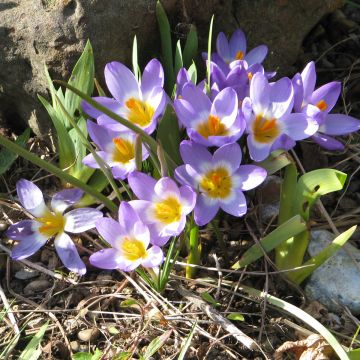 Crocus sieberi Tricolor