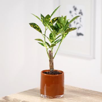 Codiaeum variegatum var. pictum Aucubaefolia - Croton