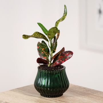 Codiaeum variegatum Mammie - Croton