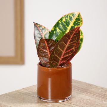 Codiaeum variegatum var. pictum Petra - Croton