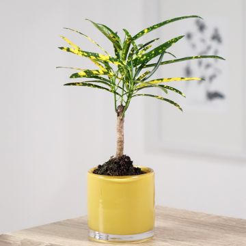 Croton - Codiaeum variegatum var. pictum