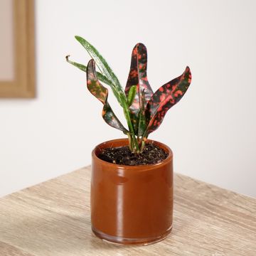 Codiaeum variegatum Red Batik - Croton