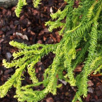 Cryptomeria japonica Kyara Gold - Japanese cedar