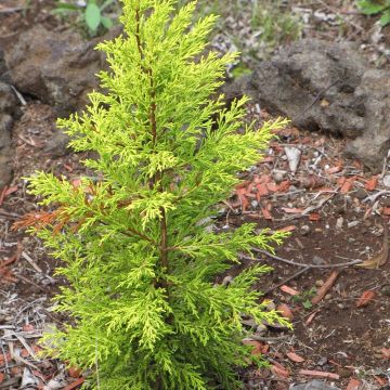Monterey cypress Wilma - Cupressus macrocarpa