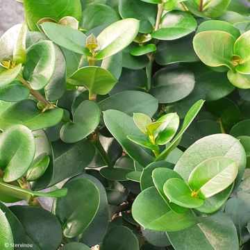 Cussonia spicata - Cabbage Tree