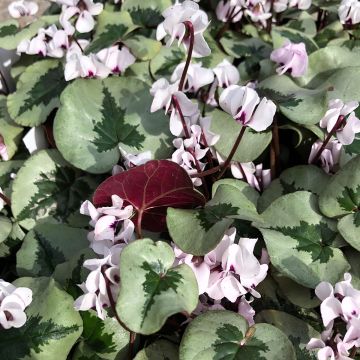 Cyclamen Coum rose