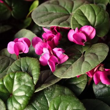 Cyclamen Coum rose