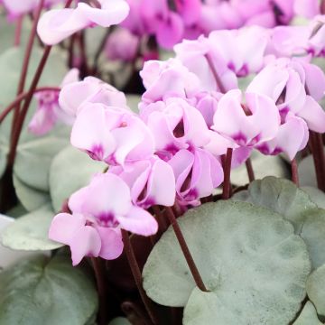 Cyclamen coum Pink with Grey Foliage