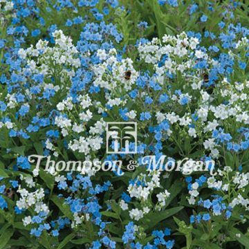 Cynoglossum Chill Out Seeds - Chinese Forget-Me-Not
