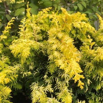 Chamaecyparis obtusa Fernspray Gold - Hinoki Cypress