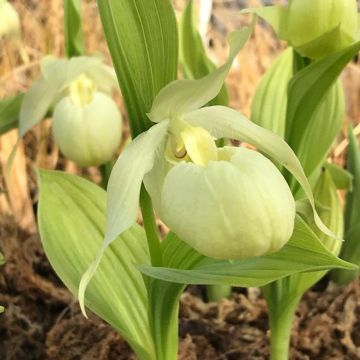 Cypripedium Bernd Pastel - Lady Slipper Orchid